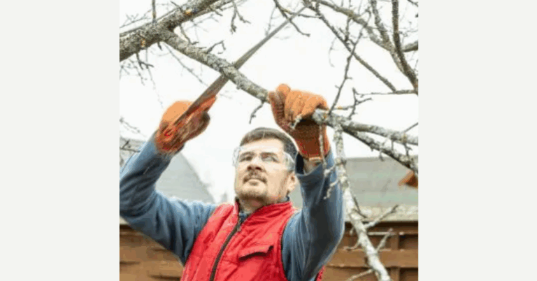 Tree Pruning Services Near Me: Improve Tree Health, Safety, and Curb Appeal