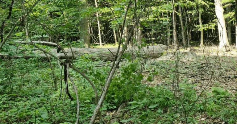 Tree Removal Service: Essential Guide for Homeowners and Businesses