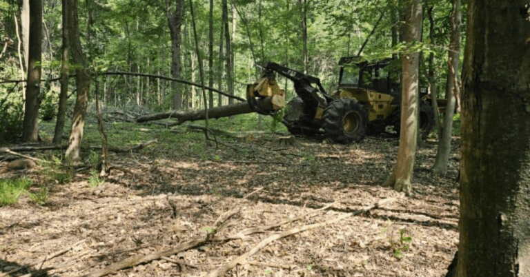 Expert Guide to Tree Pruning Service for Healthy and Beautiful Landscapes